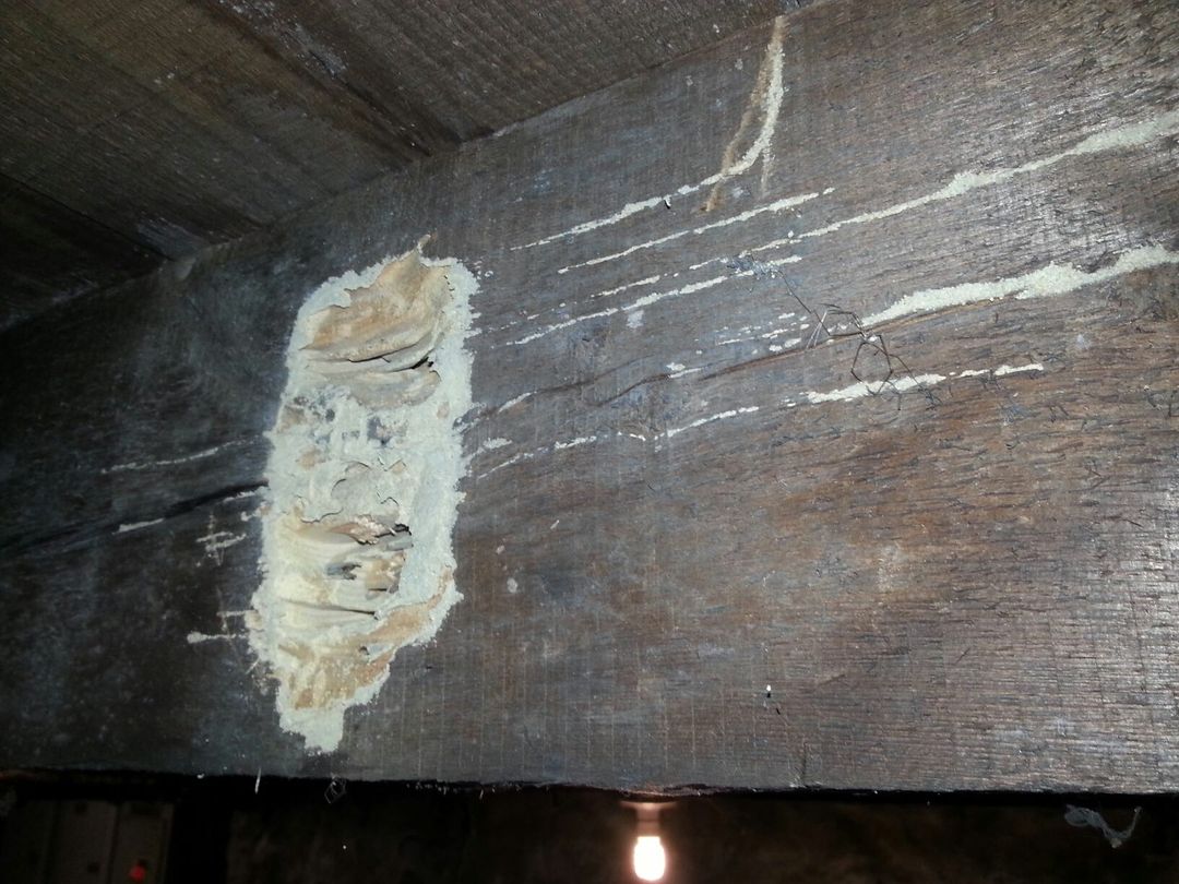 Extensive termite damage and mud tunneling in basement. After treatment, this whole house needed to be re-supported, as the structural damage was so bad.