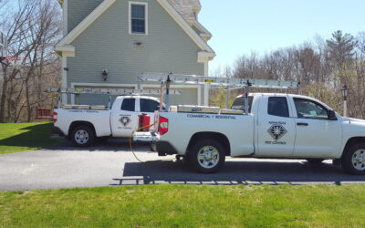 Mice, Ticks, Wasps and Ant removal in Andover, MA