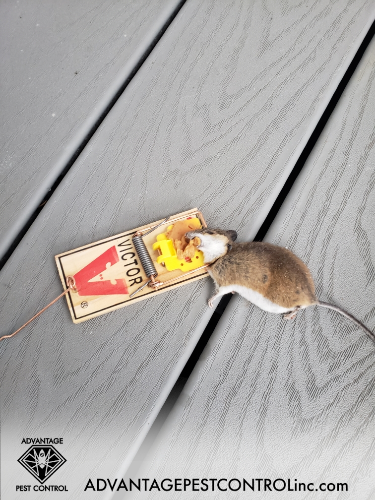 Mouse control Hamilton, MA.
