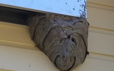 Bald Face Hornet nest in Hamilton, MA.