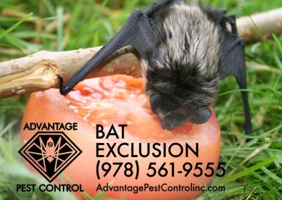 Bat exclusion in Topsfield, MA. Keep bats out with Advantage Pest Control, Inc.