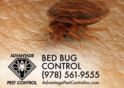 Bed bug exterminator in Topsfield, MA. Get rid of bed bugs with Advantage Pest Control, Inc.