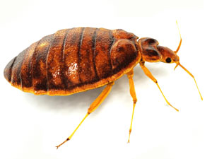 Bed Bug Exterminator in Greater Boston, MA