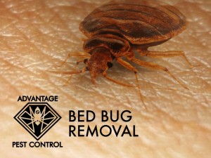 Bed Bug Exterminator Manchester by the Sea, Massachusetts