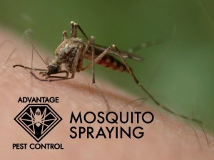 Mosquito spraying in Manchester by the Sea, Massachusetts zika virus
