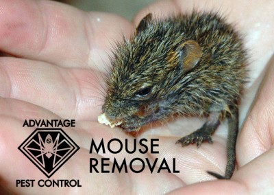 Mouse removal
