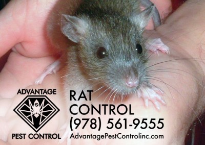 Rat control in Topsfield, Massachusetts. Keep rats out.