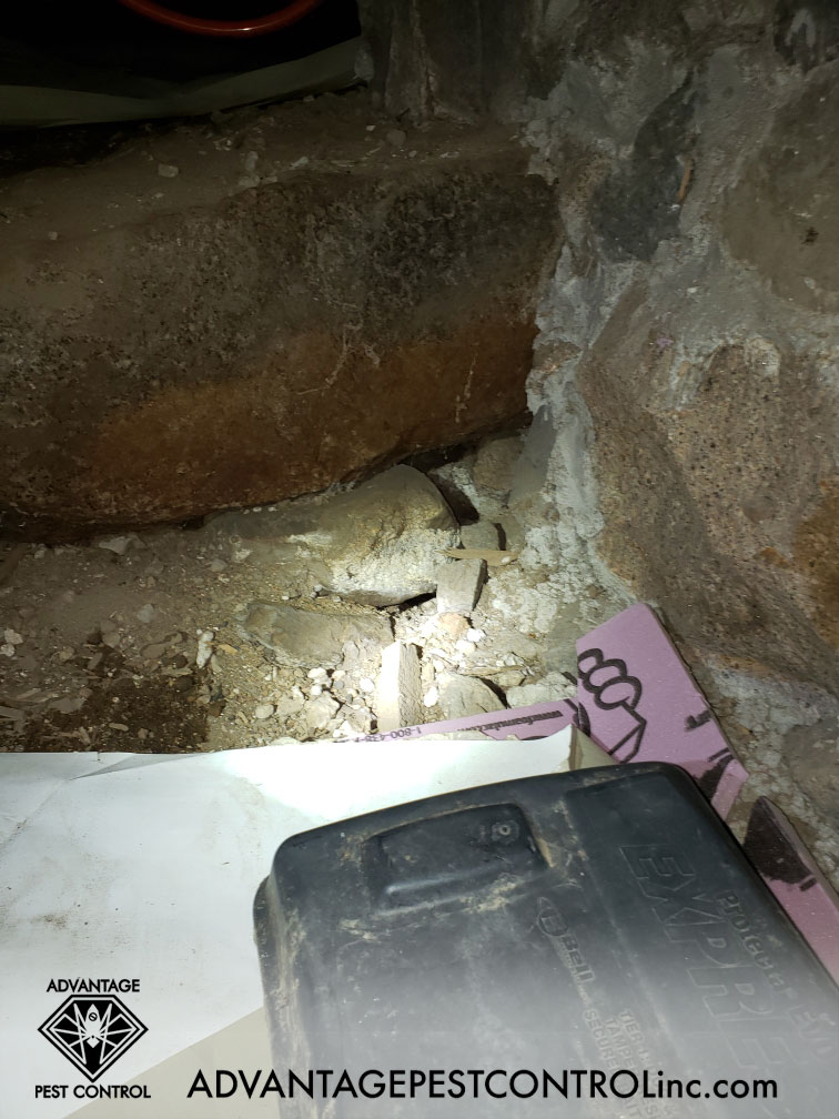 Rat burrows in crawl space Gloucester MA 01930
