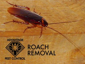 Roach removal