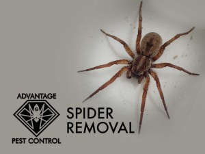 Spider exterminator in Manchester by the Sea
