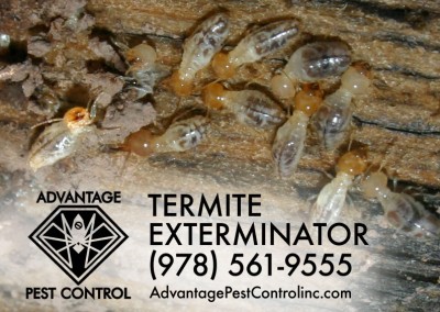 Termite exterminator & inspection Topsfield, MA by Advantage Pest Control, Inc.