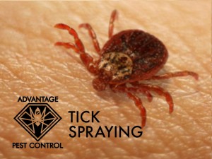 Tick Spraying