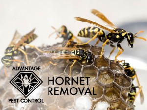 Hornet & Nest Removal in Manchester by the Sea, MA